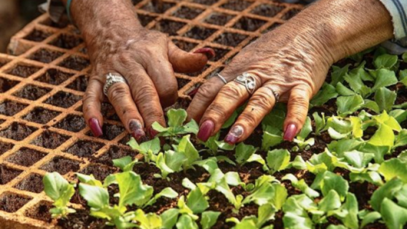 Manos de mujer laboriosa