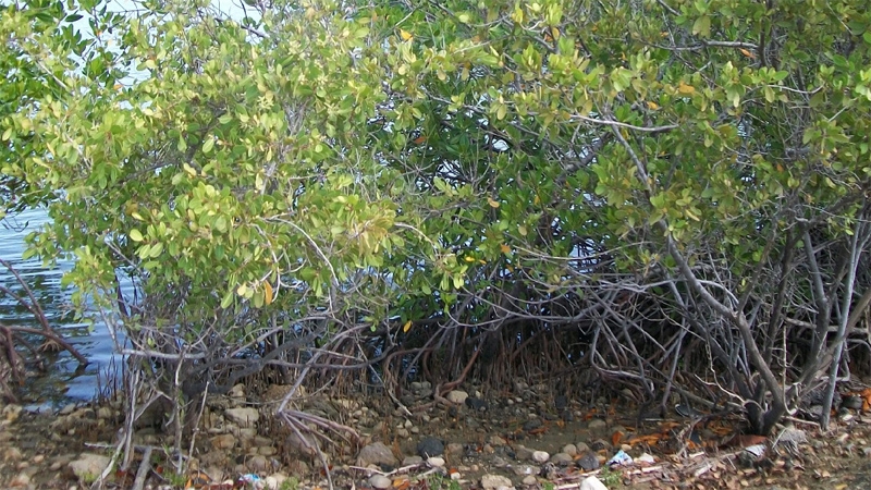 Protección del Medio Ambiente