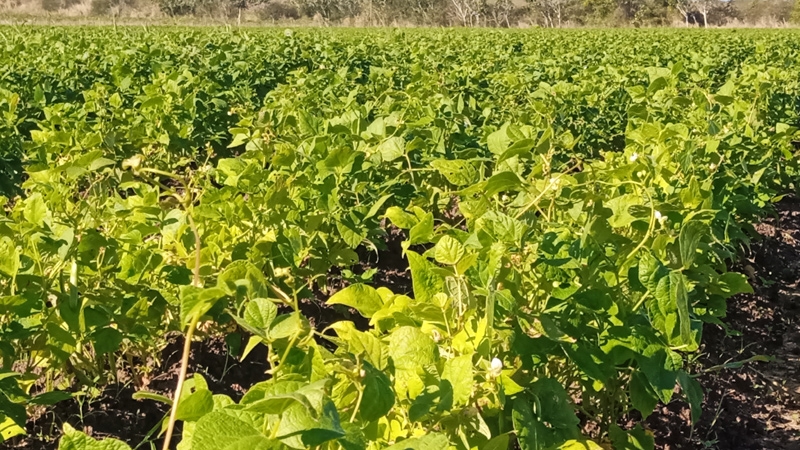 Producción de alimentos