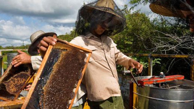 Beekeeping in Guáimaro: Commitment and Future