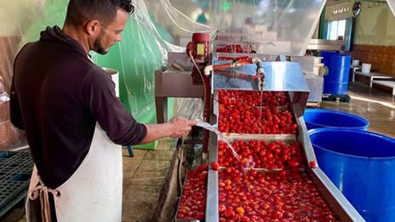 Producción de alimentos