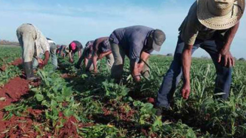 Working in Esmeralda to increase food production