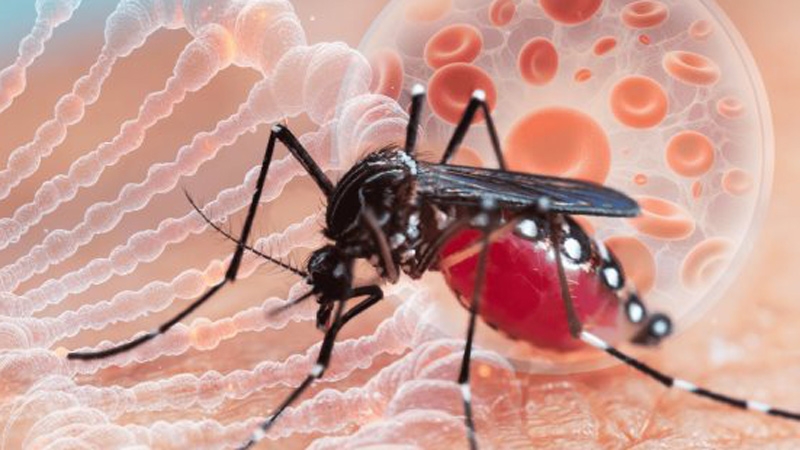 Mosquito