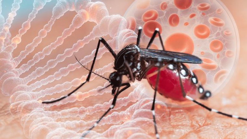 Mosquito