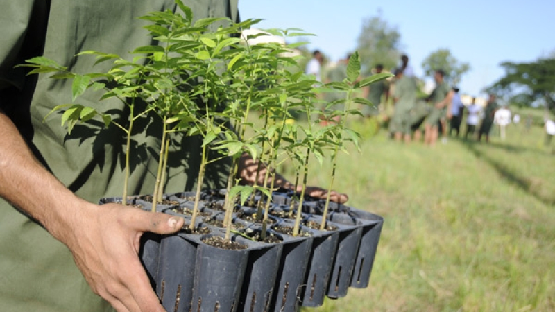 Inicia en Camagüey homenaje a trabajadores forestales por su labor silvicultural y protectora