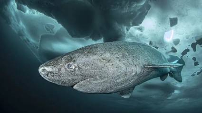 Tiburón de Groenlandia revela secretos de longevidad