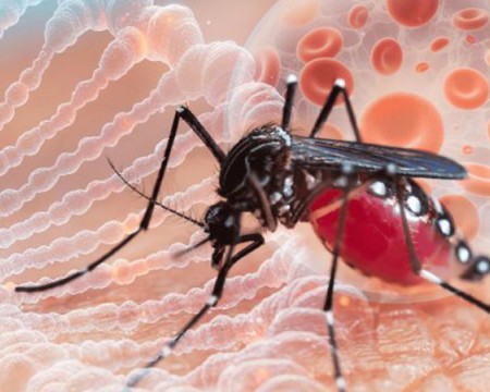Medidas preventivas contra los mosquitos Aedes aegypti y Aedes albopictus