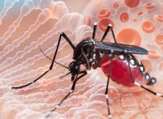 Medidas preventivas contra los mosquitos Aedes aegypti y Aedes albopictus