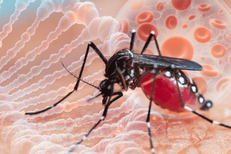 Medidas preventivas contra los mosquitos Aedes aegypti y Aedes albopictus