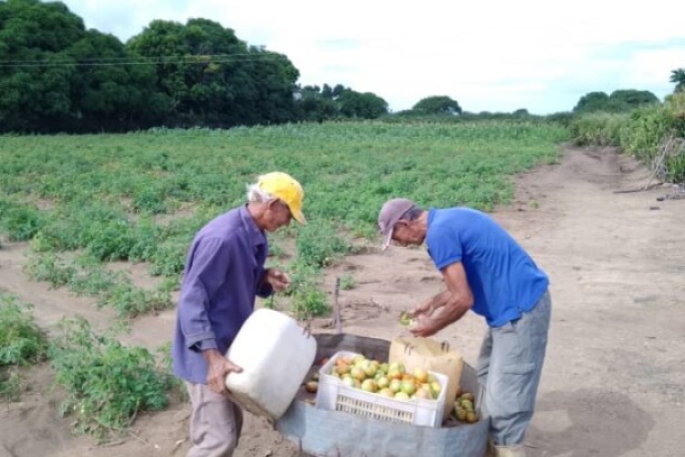 Buscar soluciones, un reto perenne en la agricultura floridana
