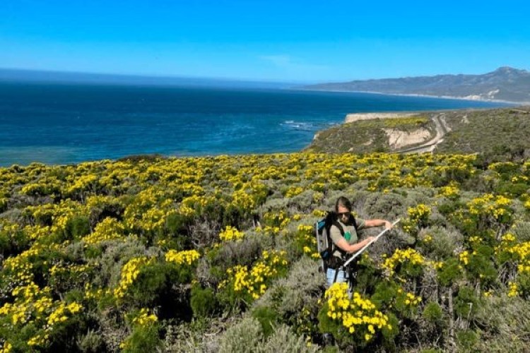 Study of flowers from the air predicts changes in ecosystems
