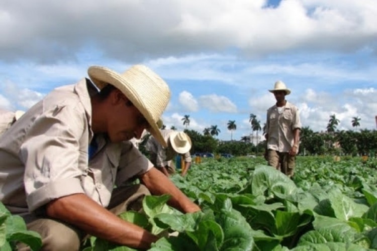 Peasant leaders exchange with producers from Camagüey