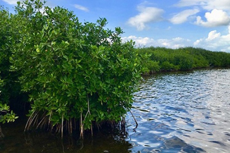 CITMA en Holguín desarrolla investigaciones dirigidas a proteger los humedales