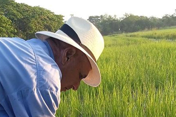 Sembrará Guantánamo unas 400 hectáreas de arroz 