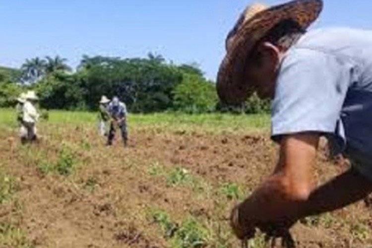 Para el campesinado guaimareño, la eficiencia en el primer peldaño (+ Audio)