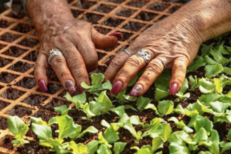 Agricultural and forestry technicians promote farm transformation and good agroecological practices