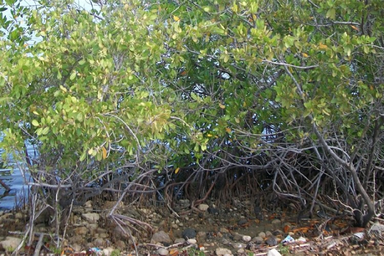  Santa Cruz del Sur: compromiso firme con la preservación del patrimonio forestal 