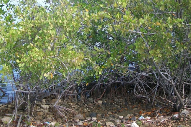 Tarea Vida: cuando la emergencia climática se volvió hoja de ruta