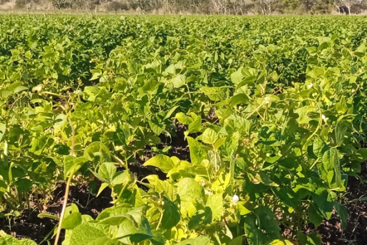 Agricultura urbana en Camagüey proyecta incremento de producciones (+ Fotos)