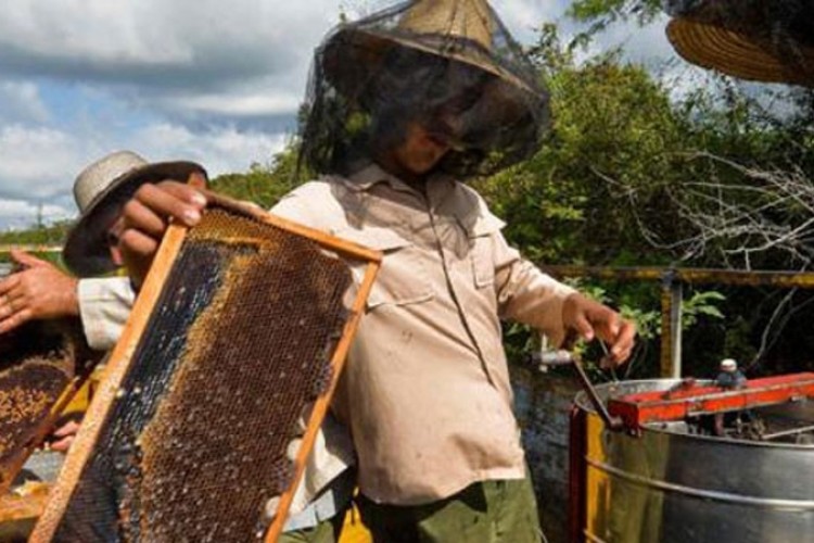 Beekeeping in Guáimaro: Commitment and Future