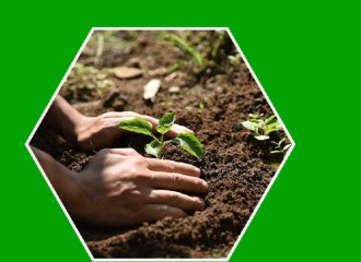 Trabajadores guaimareños comprometidos con la reforestación (+ Audio)