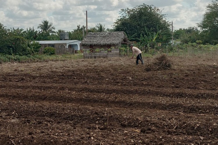 Promueven acciones para la recuperación del sector agropecuario en Guáimaro (+Fotos)
