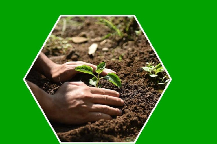 Guáimaro workers committed to reforestation (+ Audio)  