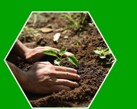 Guáimaro workers committed to reforestation (+ Audio)  