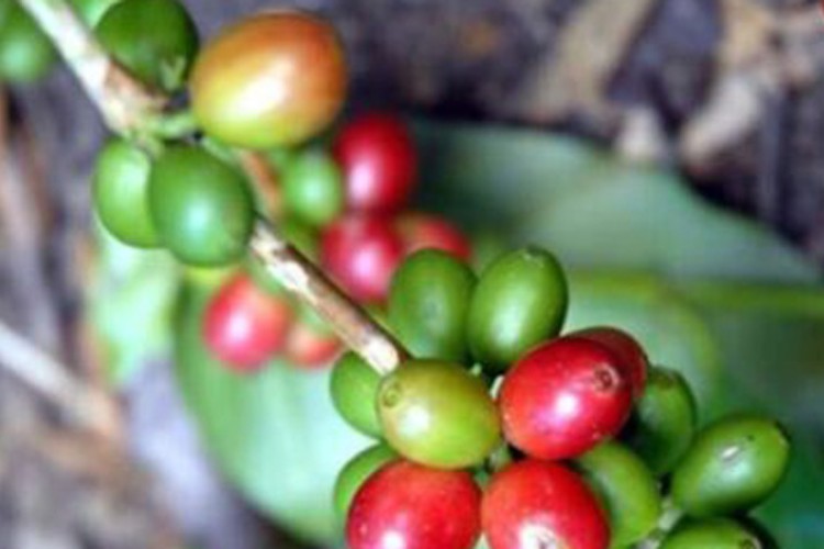 Riego fotovoltaico favorecerá la producción de café en el oriente cubano