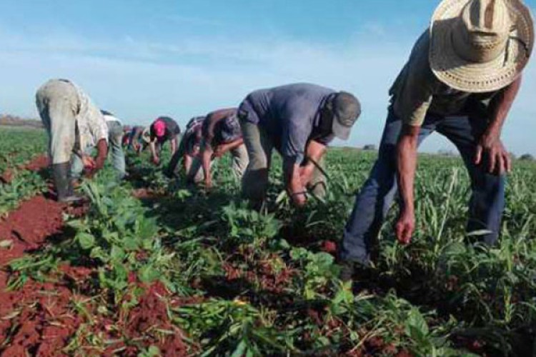 Laboran en Esmeralda para elevar la producción de alimentos