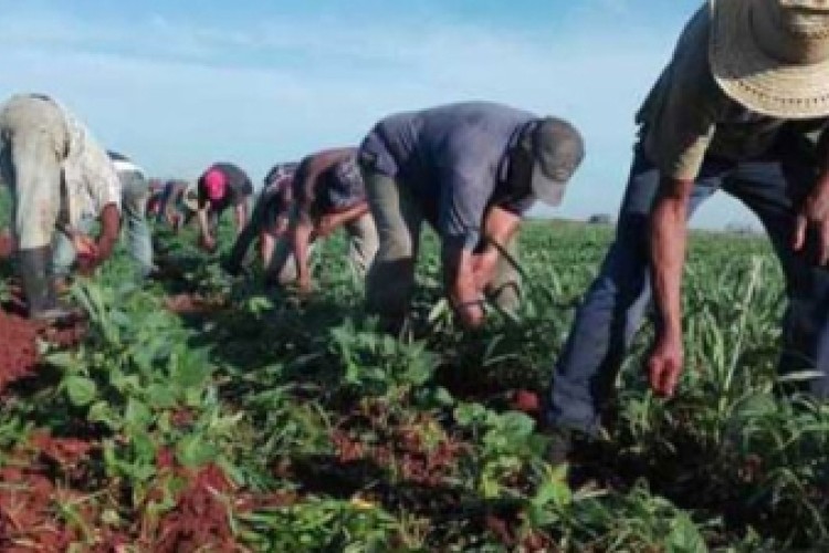 Working in Esmeralda to increase food production