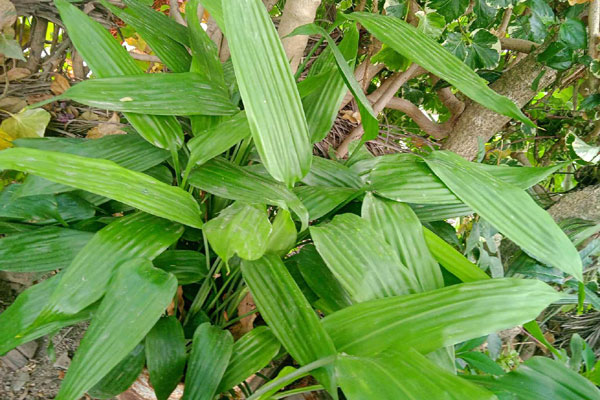Migdalia Salgado Echavarría, octogenaria mujer amante de las plantas. Foto cortesía del autor.