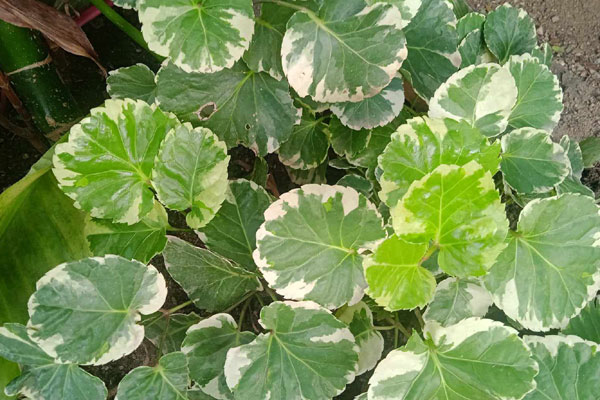 Migdalia Salgado Echavarría, octogenaria mujer amante de las plantas. Foto cortesía del autor.