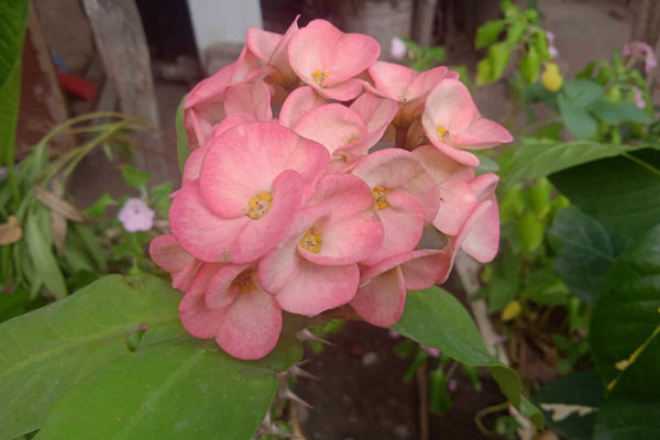 Migdalia Salgado Echavarría, octogenaria mujer amante de las plantas. Foto cortesía del autor.