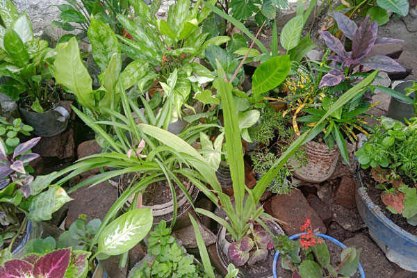 Migdalia Salgado Echavarría, octogenaria mujer amante de las plantas. Foto cortesía del autor.