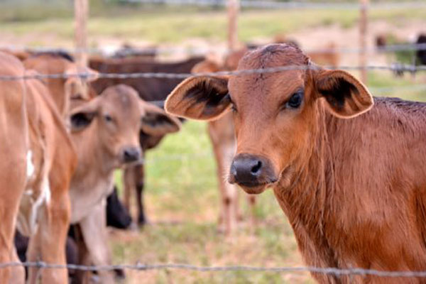ganado leche 580x326 1