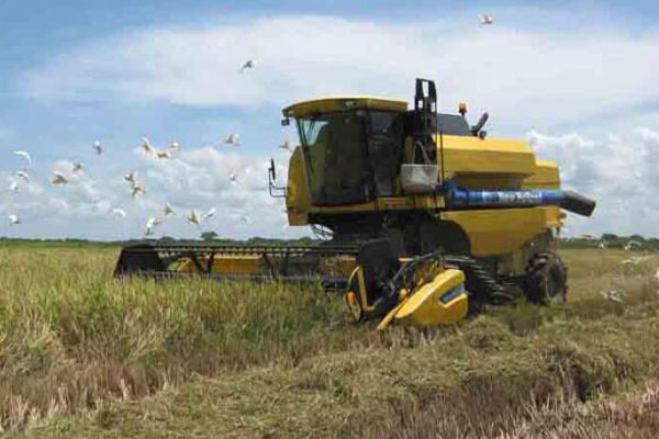 cortadora arroz 700x400