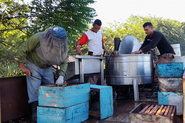 Apicultores guaimareños en acción