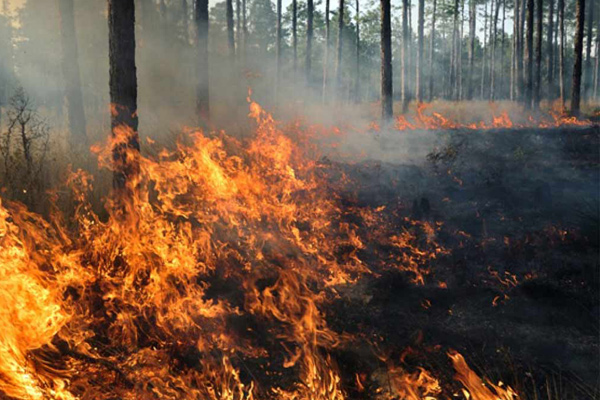 Rusia Incendios Forestales 