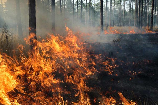 Incendios forestales