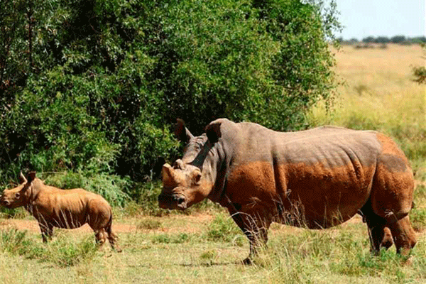 sudafrica rinocerontes 1
