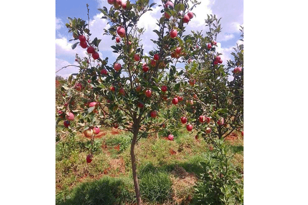 Avanzan cultivos de frutas por Iniciativa Legado Verde en Etiopía