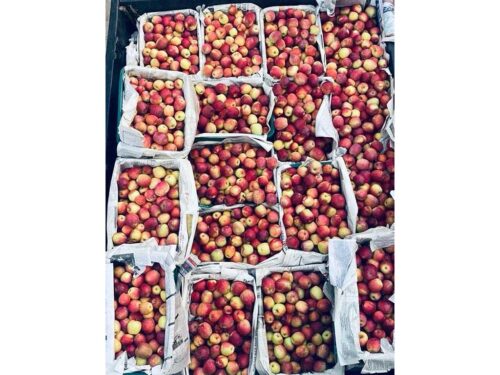 etiopia frutas 500x375