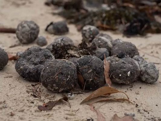 Australia Bolas de Alquitran en Playas 1