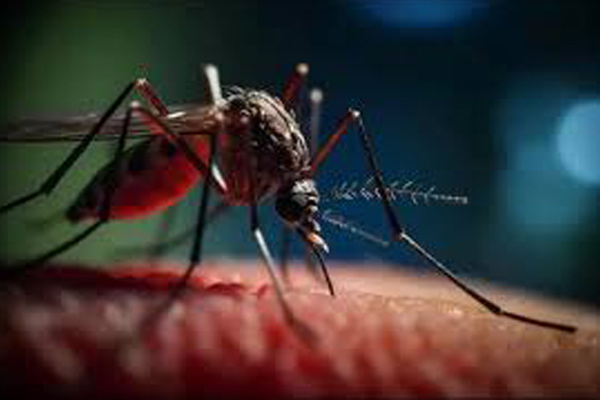 mosquito 1