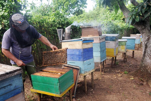 apicultura camaguey large