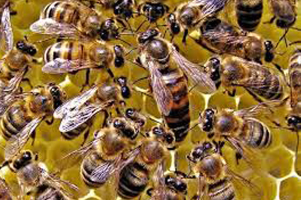 abejas 1