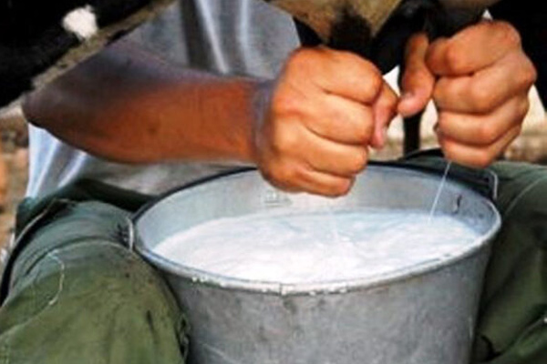 Produccion de Leche en Cama