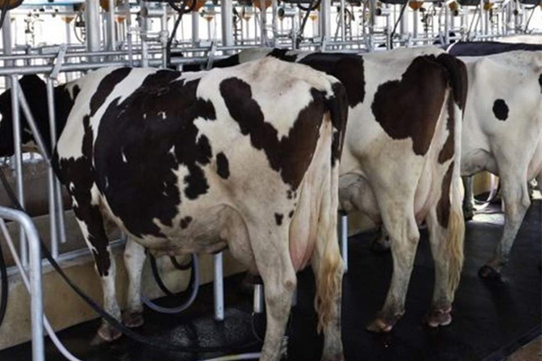 1 Uruguay Vacas Produccion 