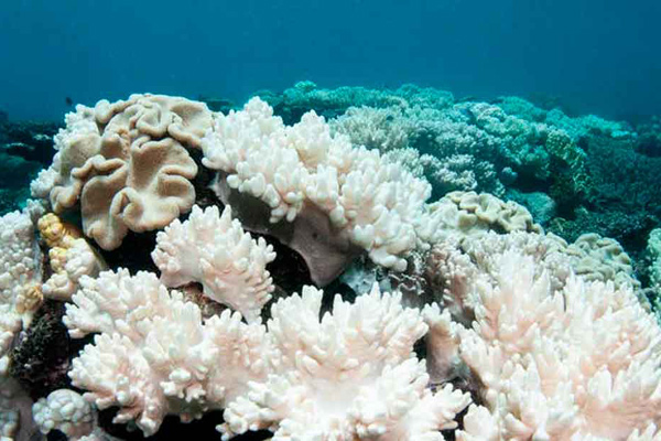 Gran Barrera de Coral 1